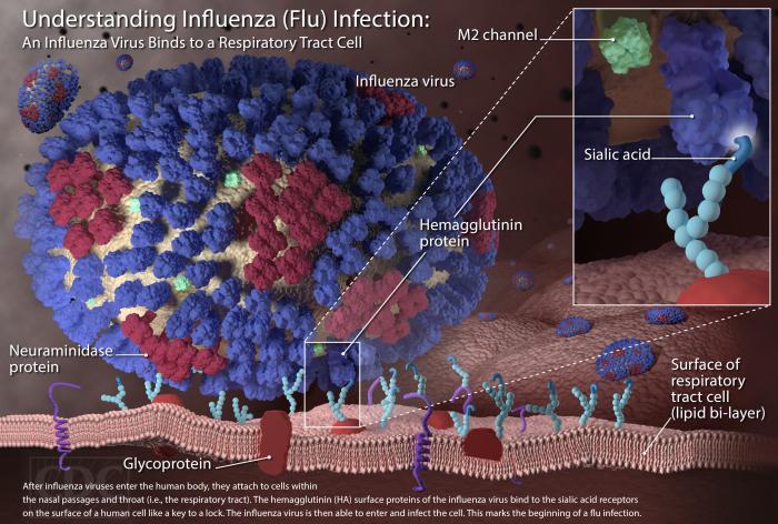 Influenza H7N9