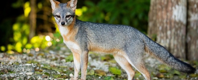 Gray fox