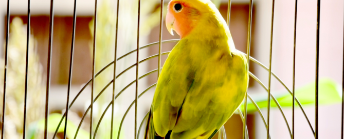 picture of a colorful, green, yellow and orange bird inside of a cage with it's head turned to the left