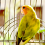 picture of a colorful, green, yellow and orange bird inside of a cage with it's head turned to the left