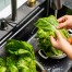 washing a leaf of lettuce in the sink